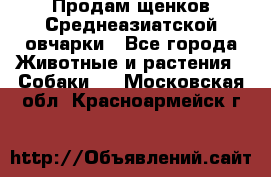 Продам щенков Среднеазиатской овчарки - Все города Животные и растения » Собаки   . Московская обл.,Красноармейск г.